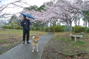 雨の日も風の日もわんこちゃんと散歩です