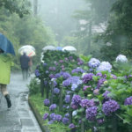 梅雨には、紫陽花が似合いますね！自然豊かなせせらぎ通りです。