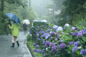 梅雨には、紫陽花が似合いますね！自然豊かなせせらぎ通りです。