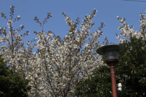 青空に映える山桜が見事です。ちょっと隠れた存在